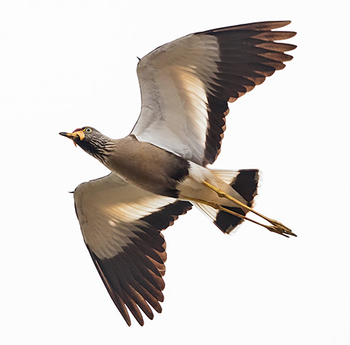 African Wattled Lapwing